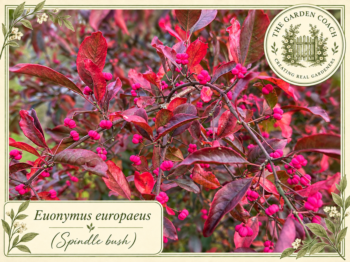 Euonymus Europaeus Autumn Garden Card