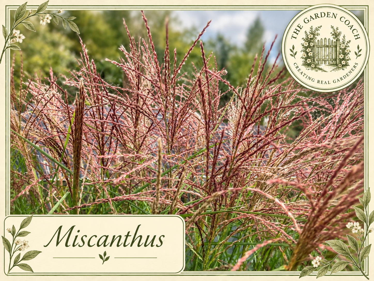 Miscanthus Botanical Garden Coach Card