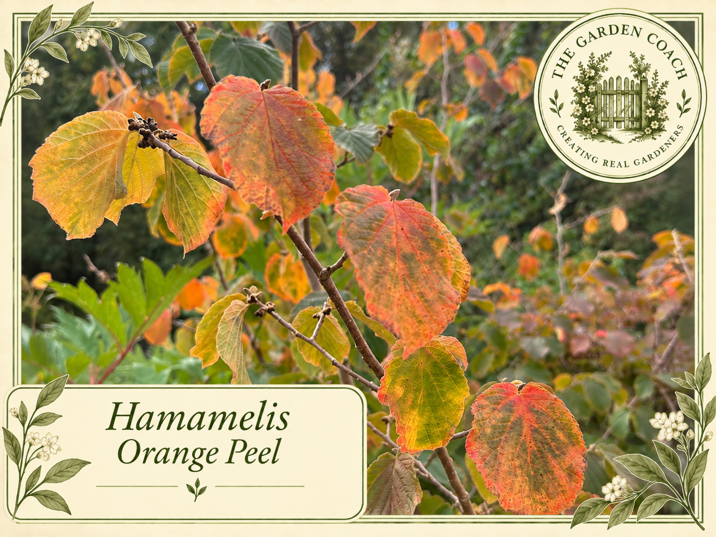 Vintage Hamamelis Orange Peel Garden Card
